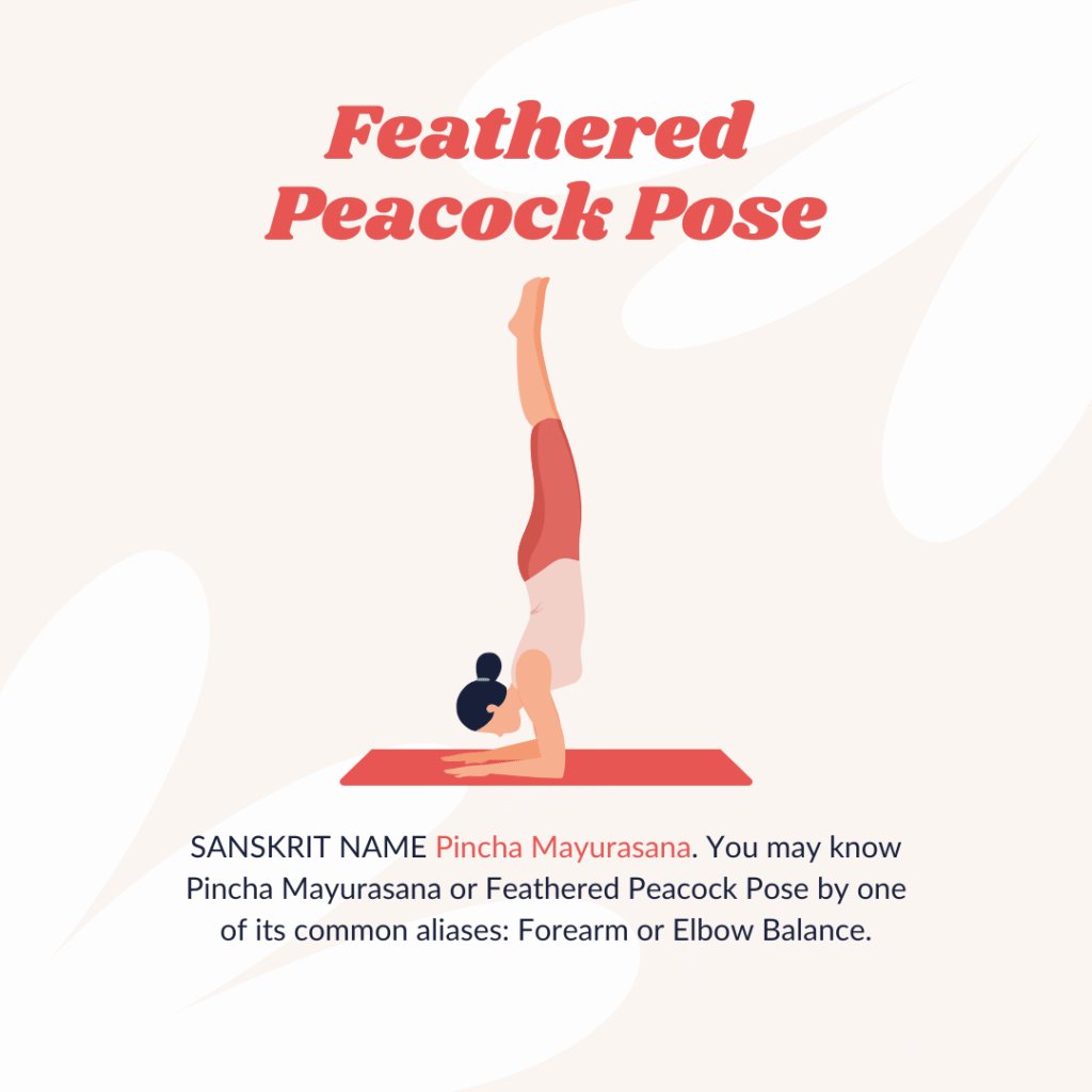 yoga pose - forearm stand - pincha mayurasana